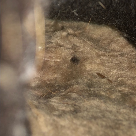 Used uggs - Picture 4 of 4